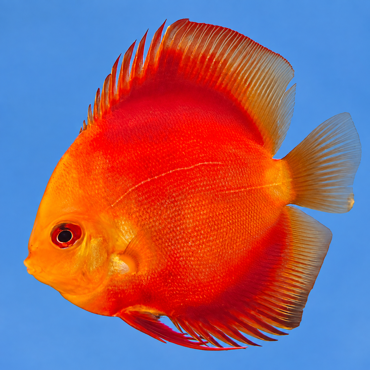 Red Marlboro Discus