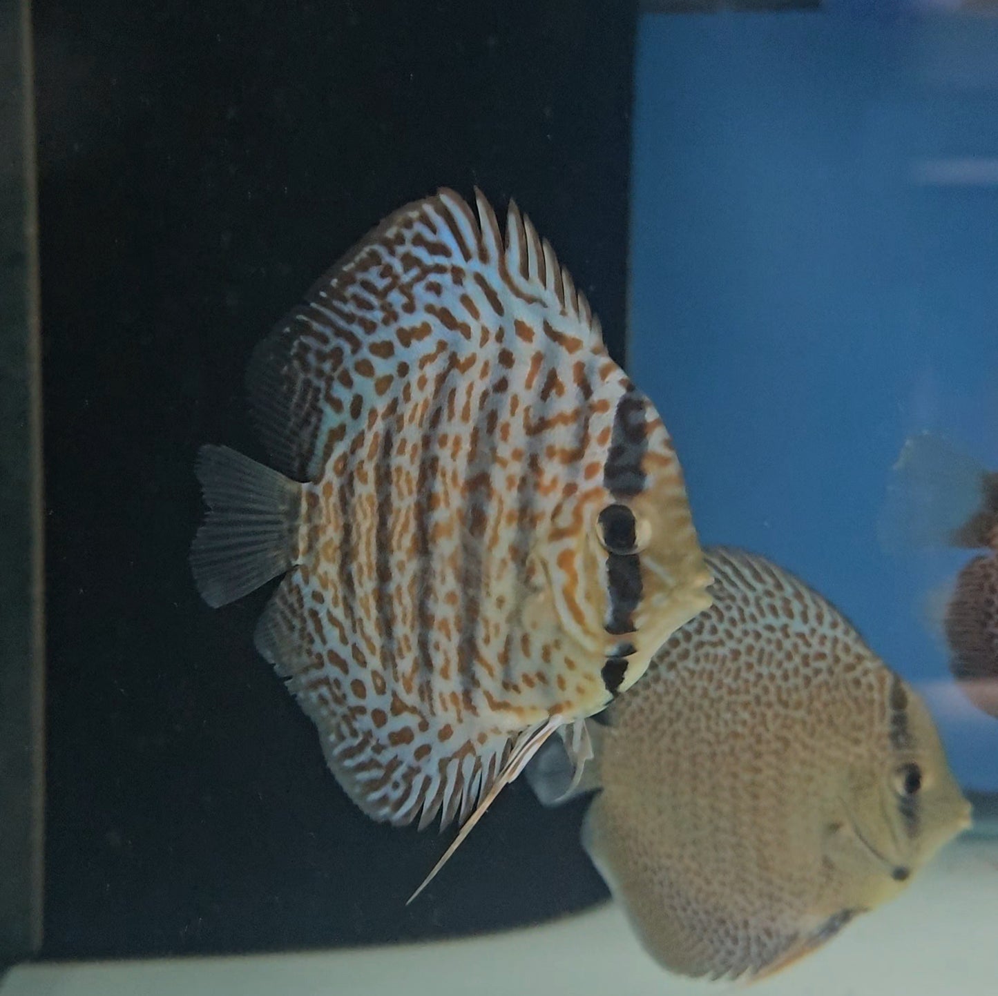 Red Leopard Skin Discus