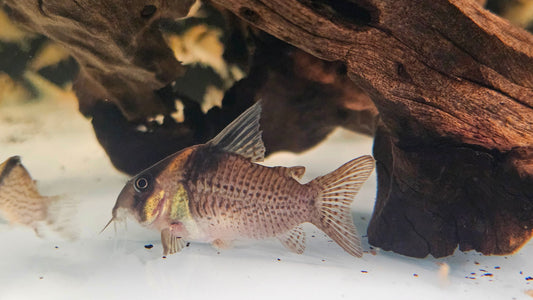 Spotted Highfin Cory