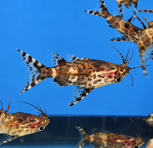 Upside Down Catfish