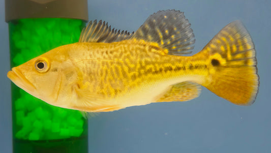 Shortbody Kelberi 24K Peacock Bass