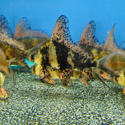 Chinese Banded Hifin Shark
