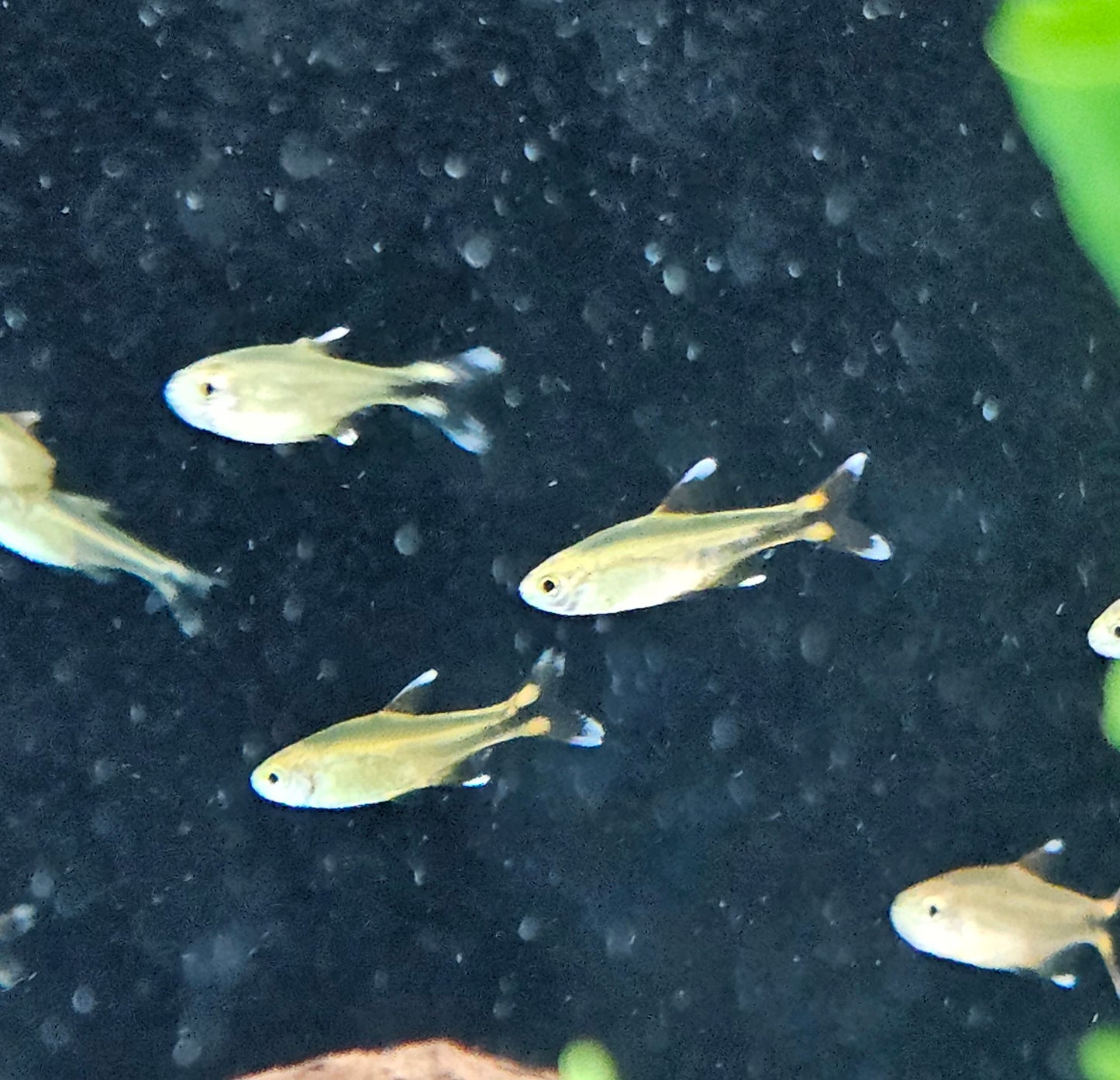 Silver Tip Tetra