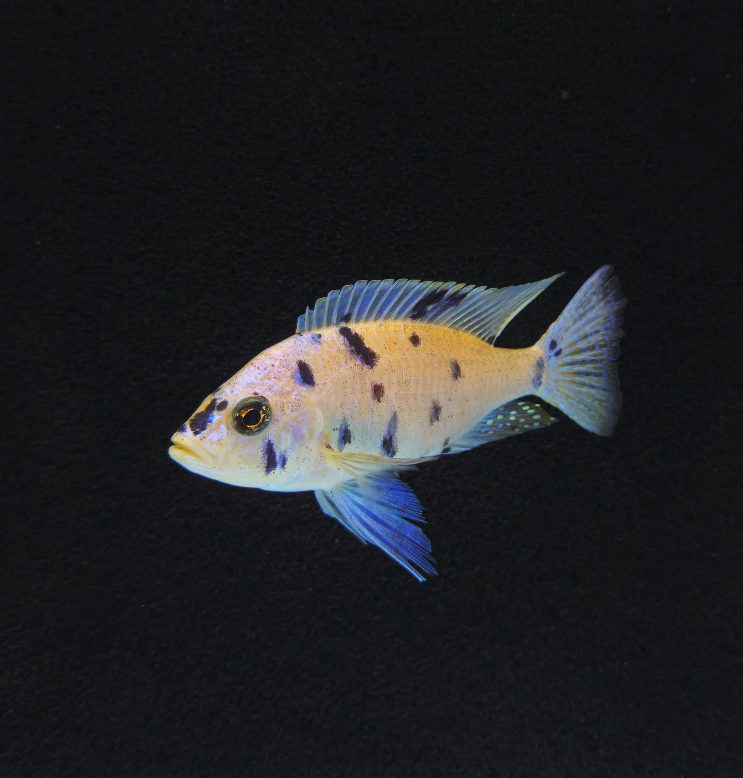 OB White Azureus