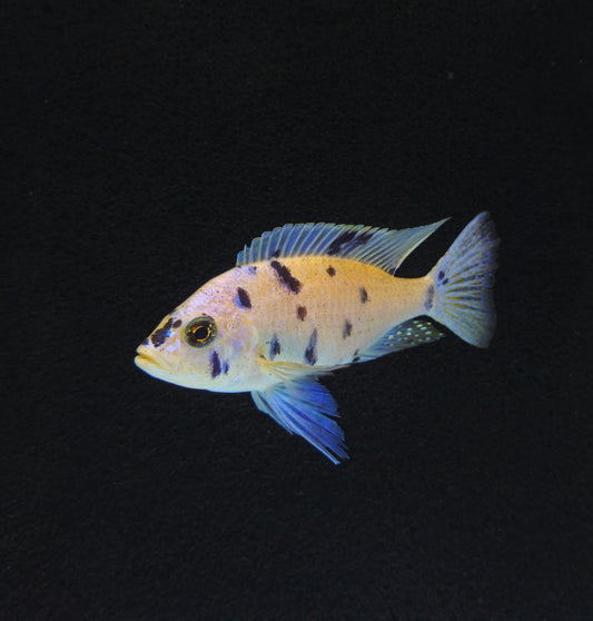 OB White Azureus