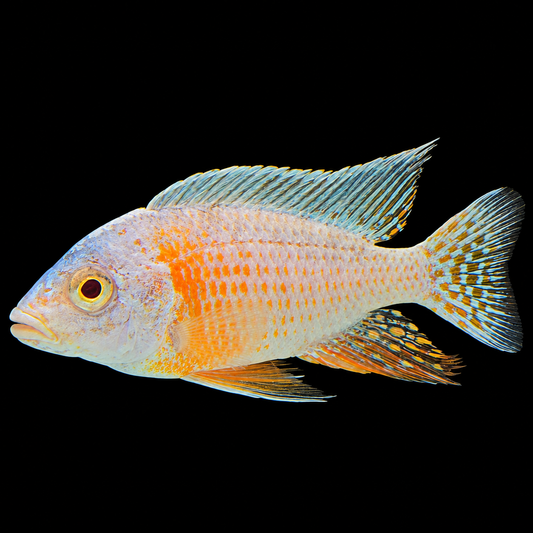 Albino Turkis