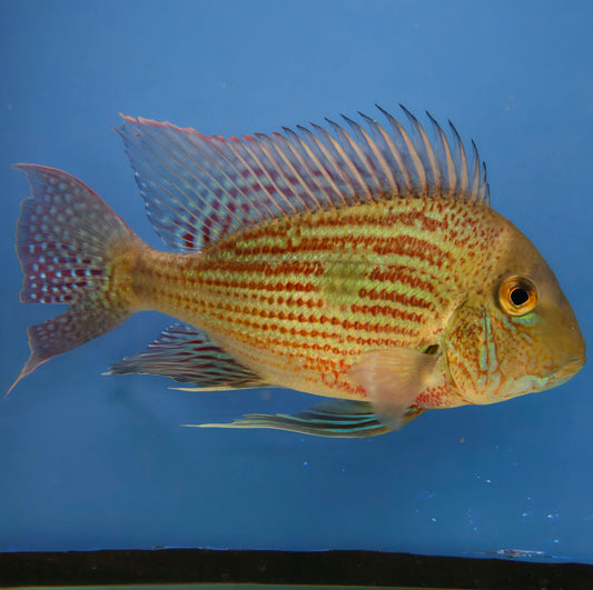Geophagus Sveni