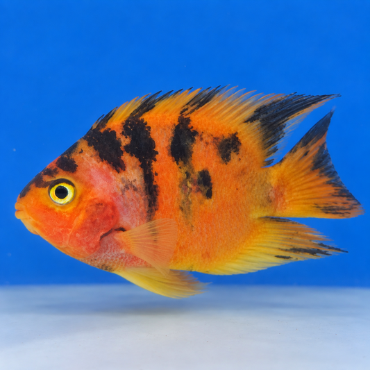Tiger Parrot