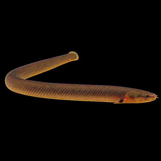 Rope Fish