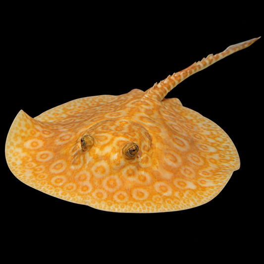 Albino Pearl Stingray