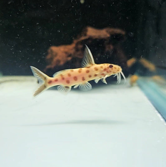 Synodontis Pink Petricola