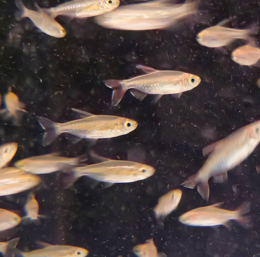 Congo Tetra