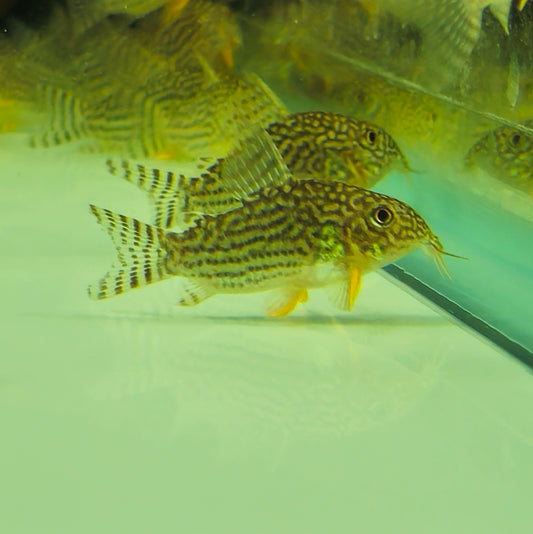 Sterbai Corydoras