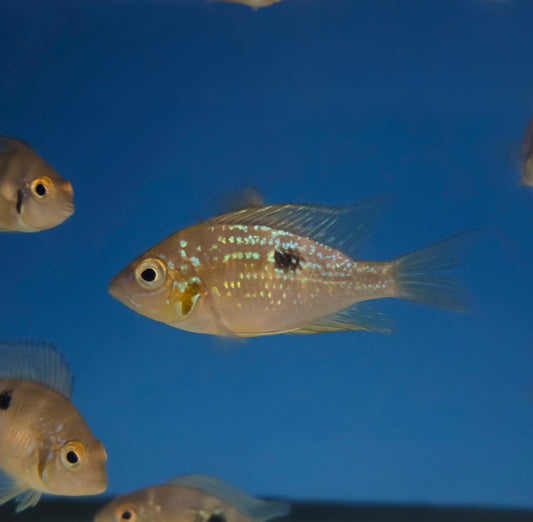 Blue Flash Cichlid/Red Aureum