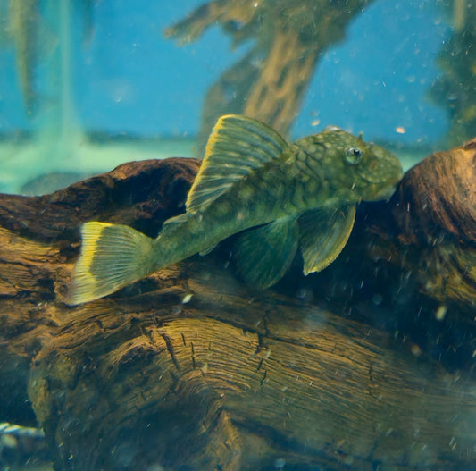 L106 Red Peckoltia