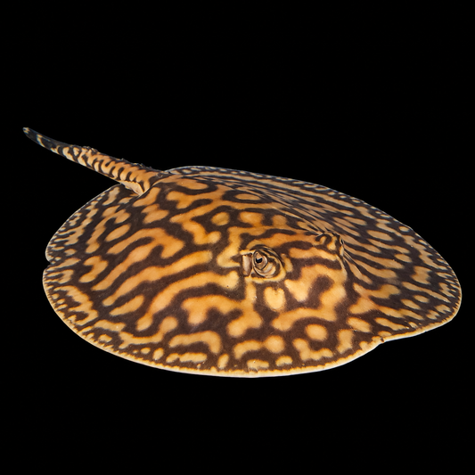 Black Diamond Hybrid Stingray