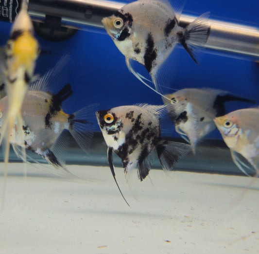 Panda Angelfish