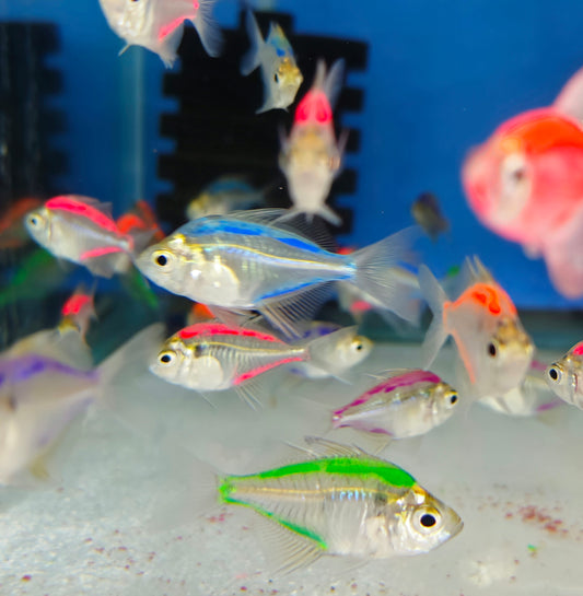 Painted Glass Fish
