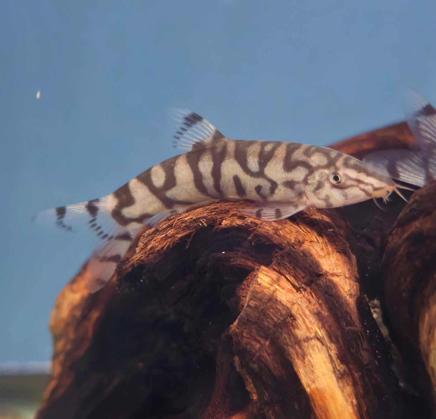 YoYo Loach