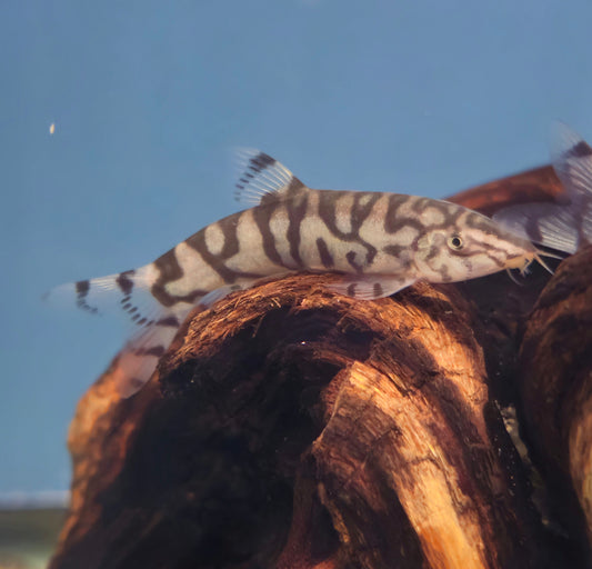 YoYo Loach