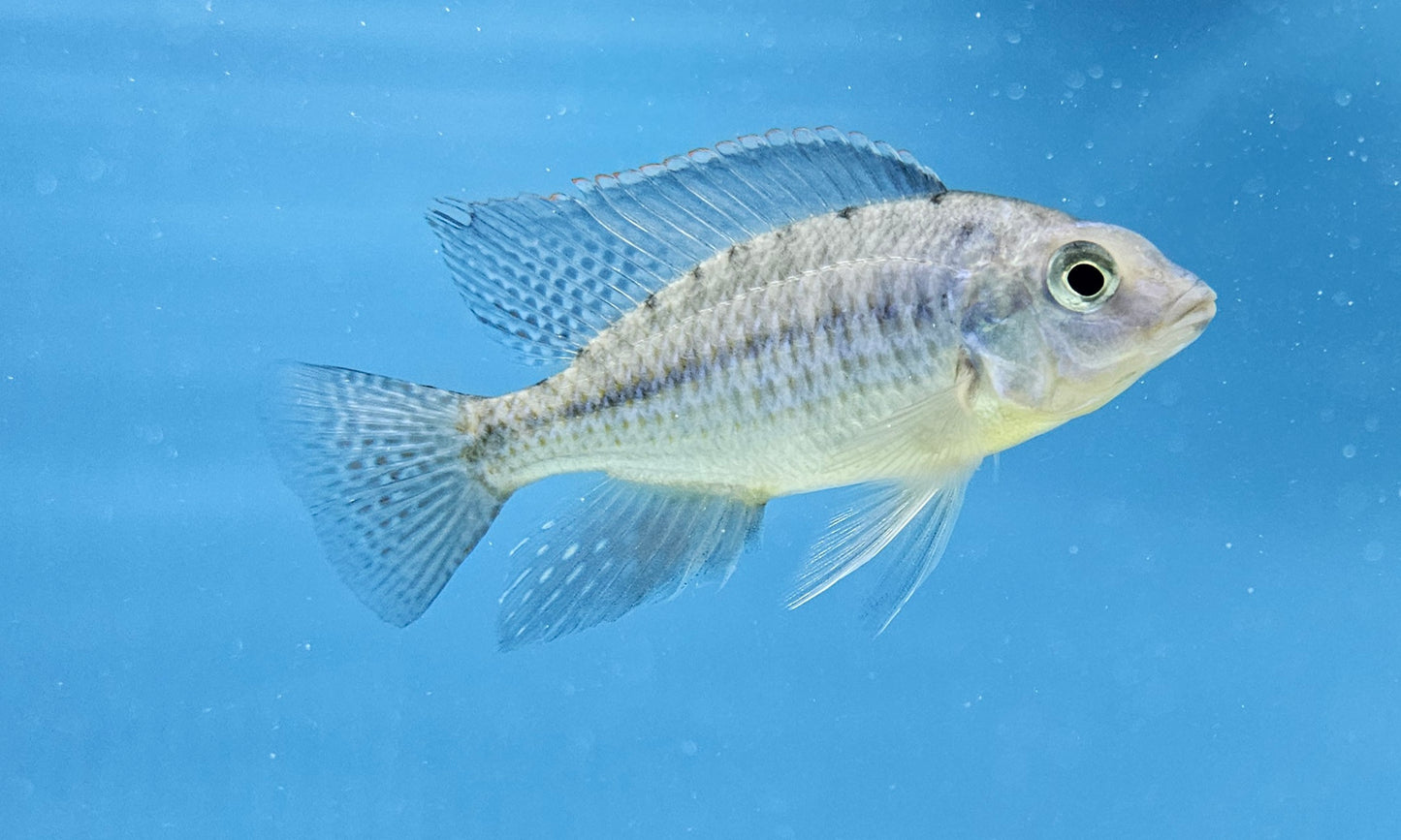 Protomelas Eastern Steveni