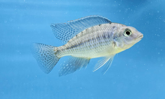 Protomelas Eastern Steveni