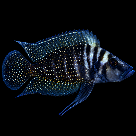 Black Calvus