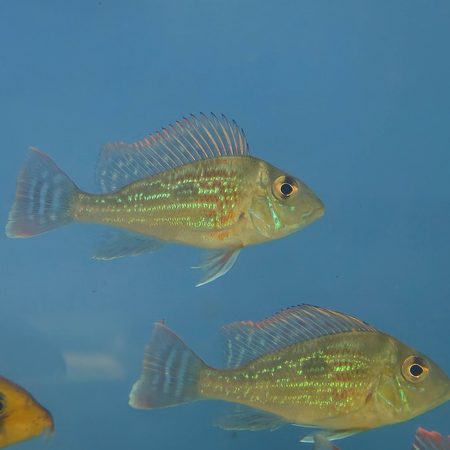 Geophagus Sveni