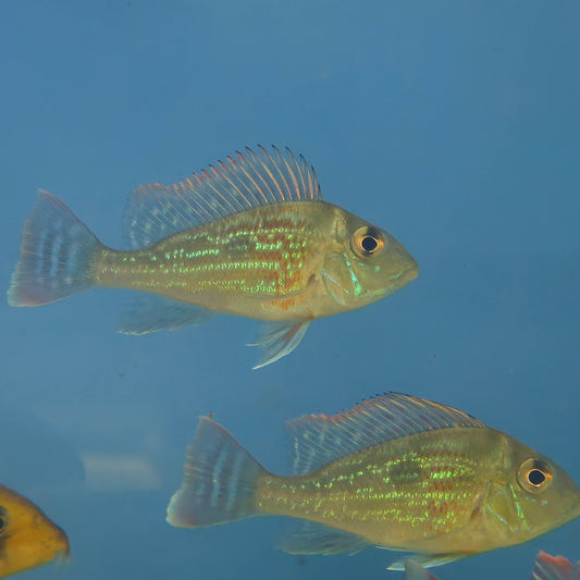 Geophagus Sveni