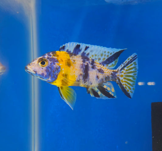 OB Bi Color