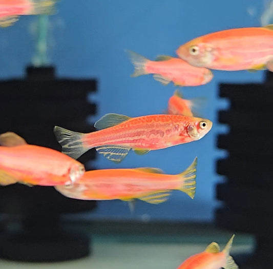 Starfire Red Danio
