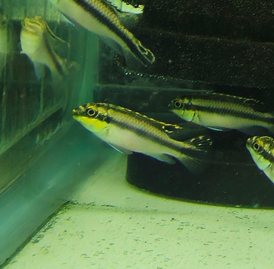 Kribensis