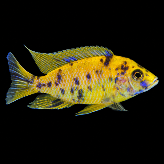 Golden OB Lwanda