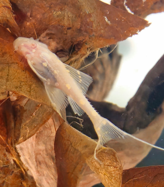Albino Adonis Pleco L155
