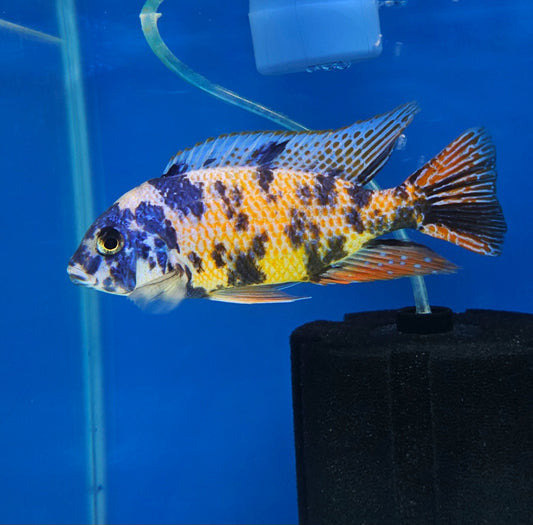 OB Fire Blue Hap