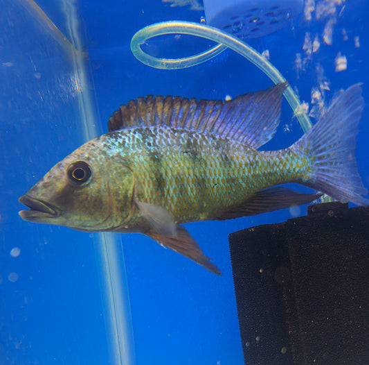 Rostratus Sand Diver