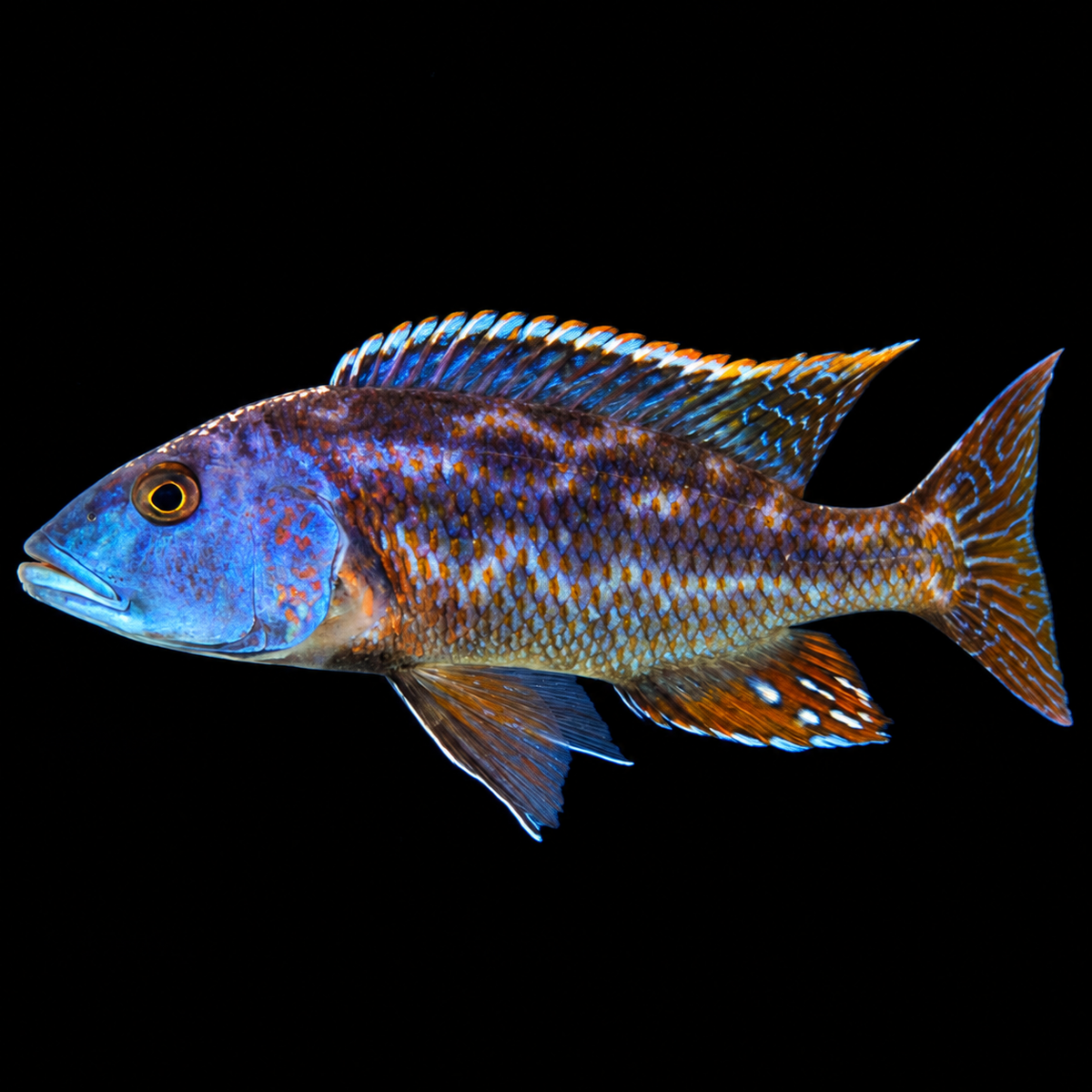 Fuscotaeniatus