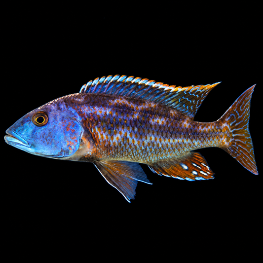 Fuscotaeniatus