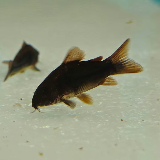 Aeneus Black Cory