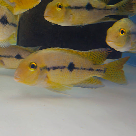 Macaw Cichlid