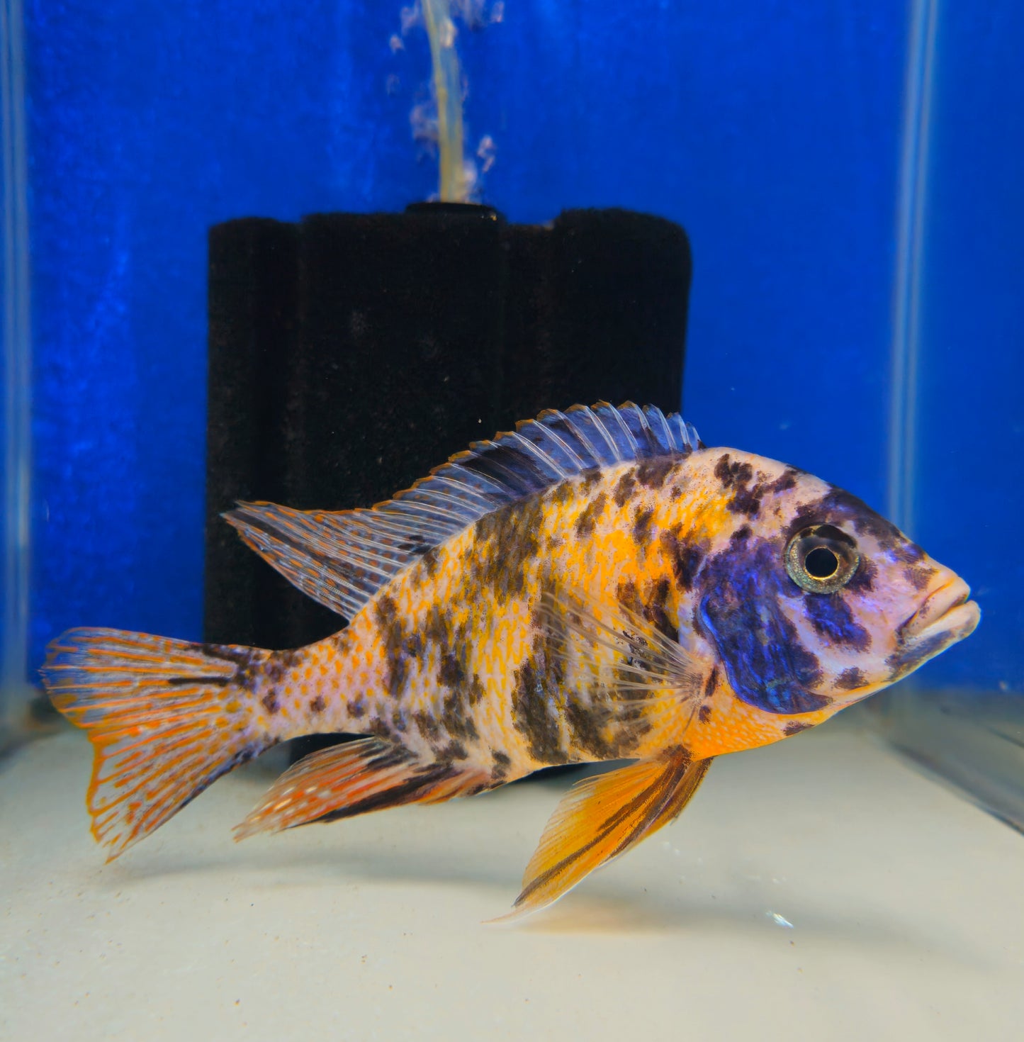 OB Tangerine Tiger