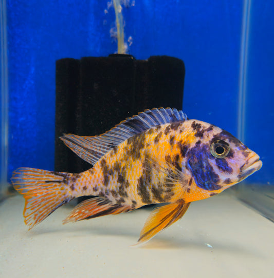 OB Tangerine Tiger