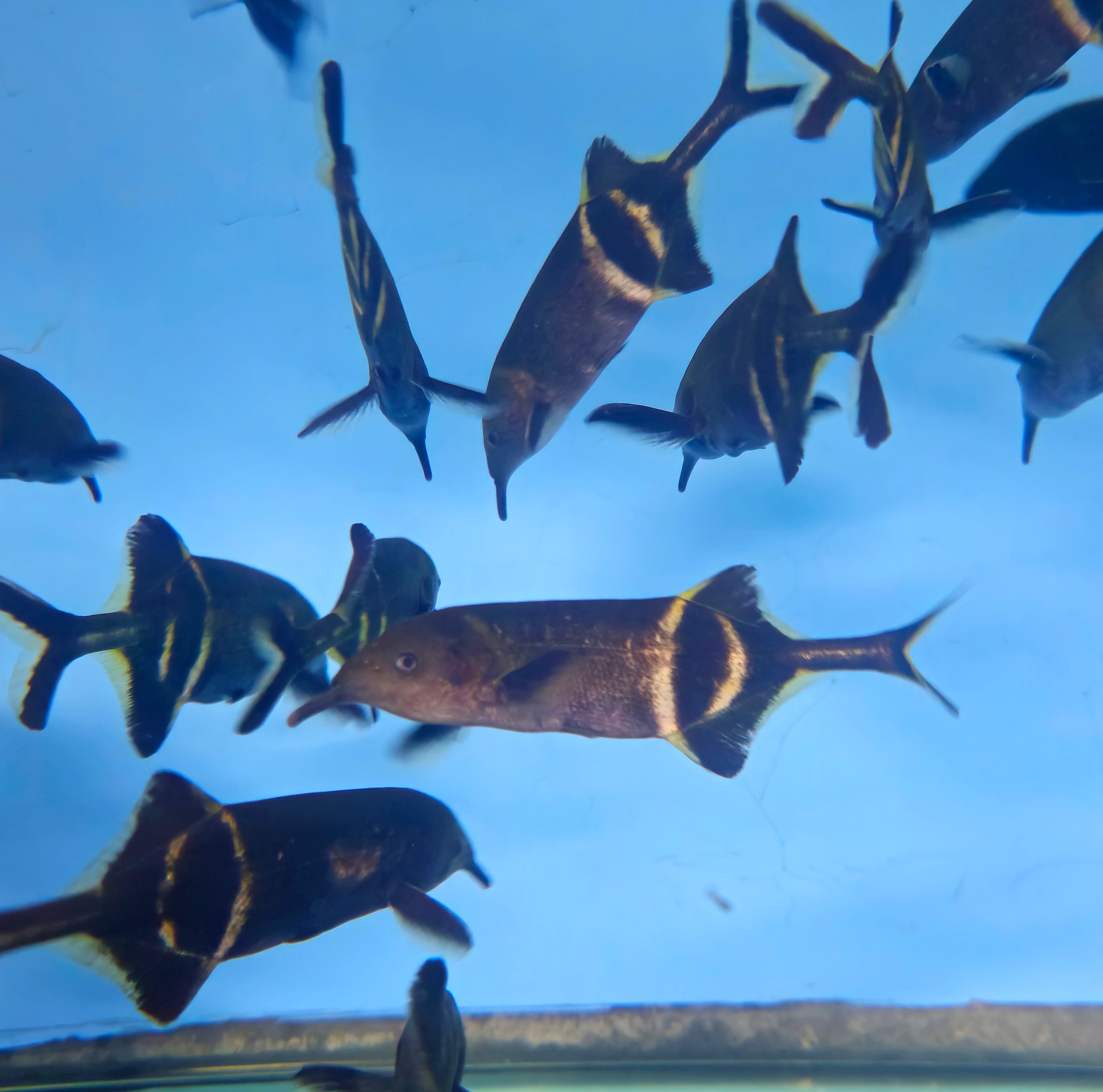 Elephant Nose – Global Exoticquatics