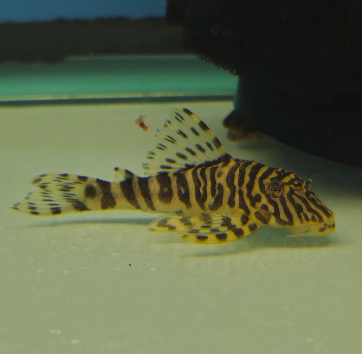 L134 Leopard Frog Pleco