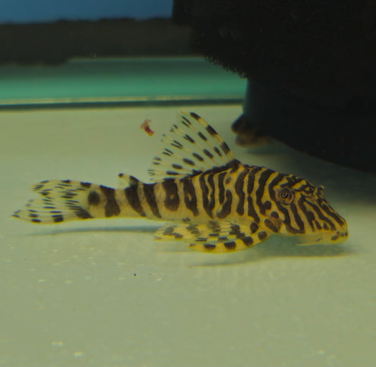L134 Leopard Frog Pleco