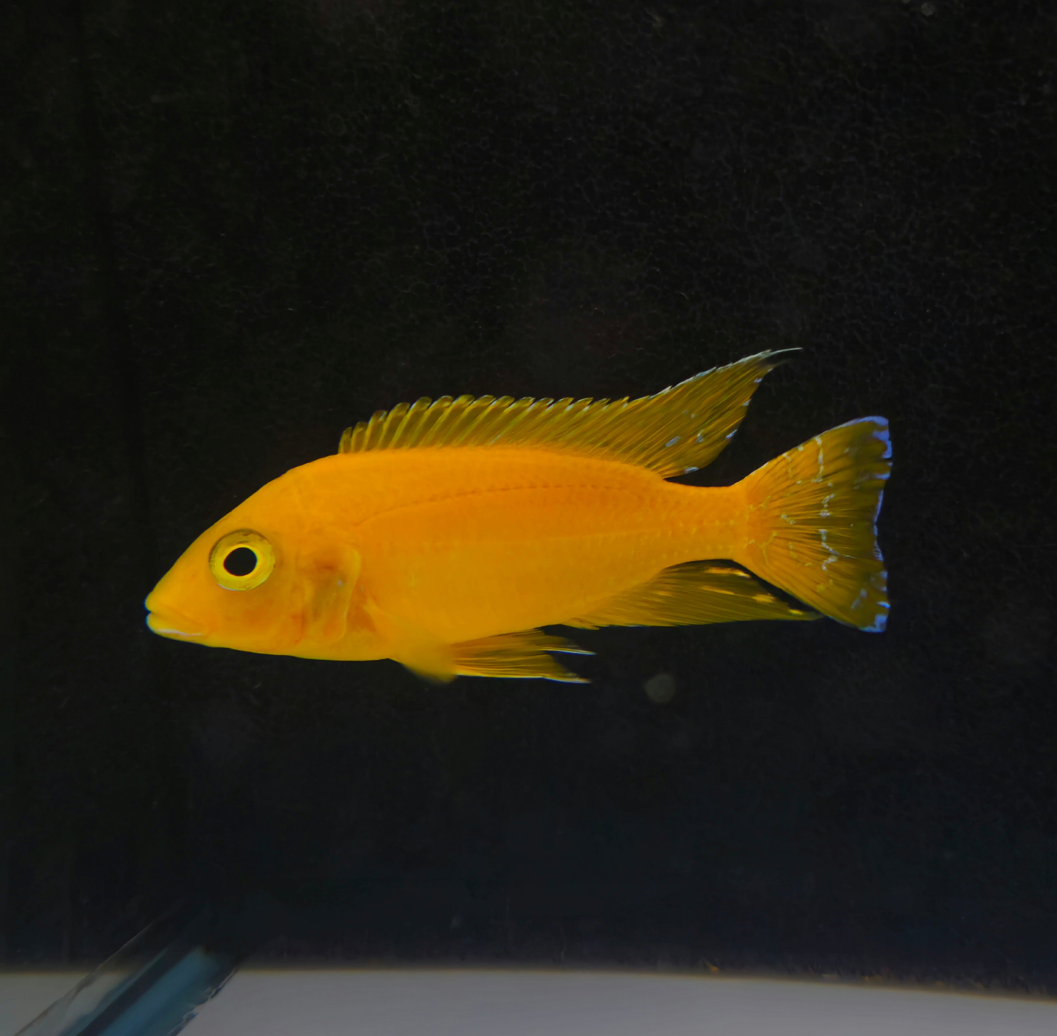 Yellow Safran – Global Exoticquatics
