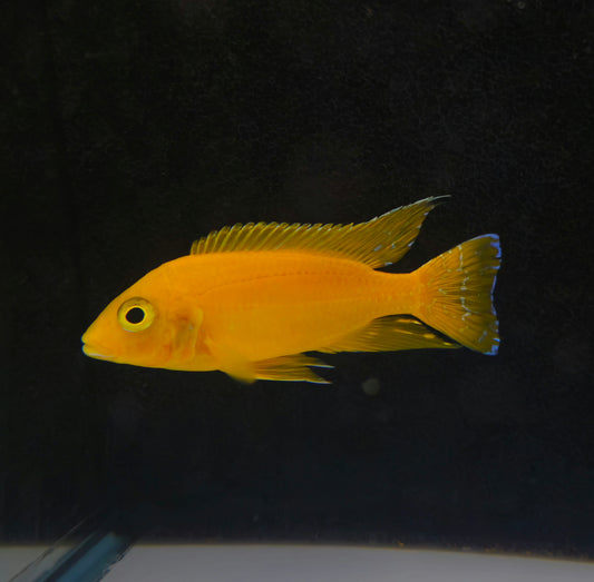 Yellow Safran