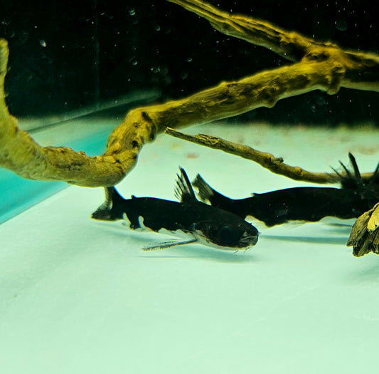 Tatia Ninja Wood Catfish