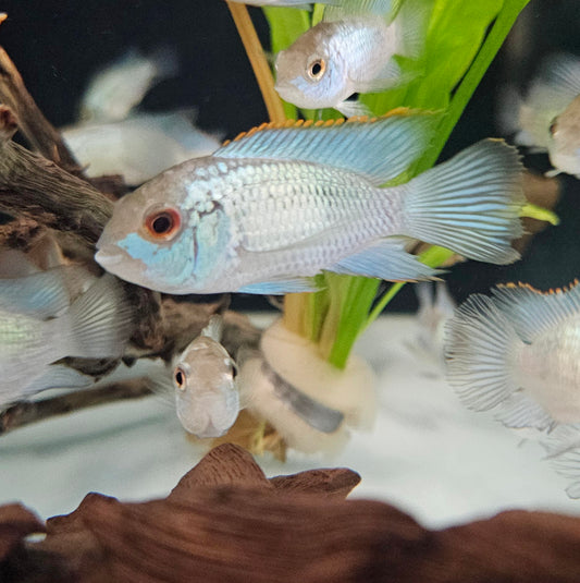 Electric Blue Acara