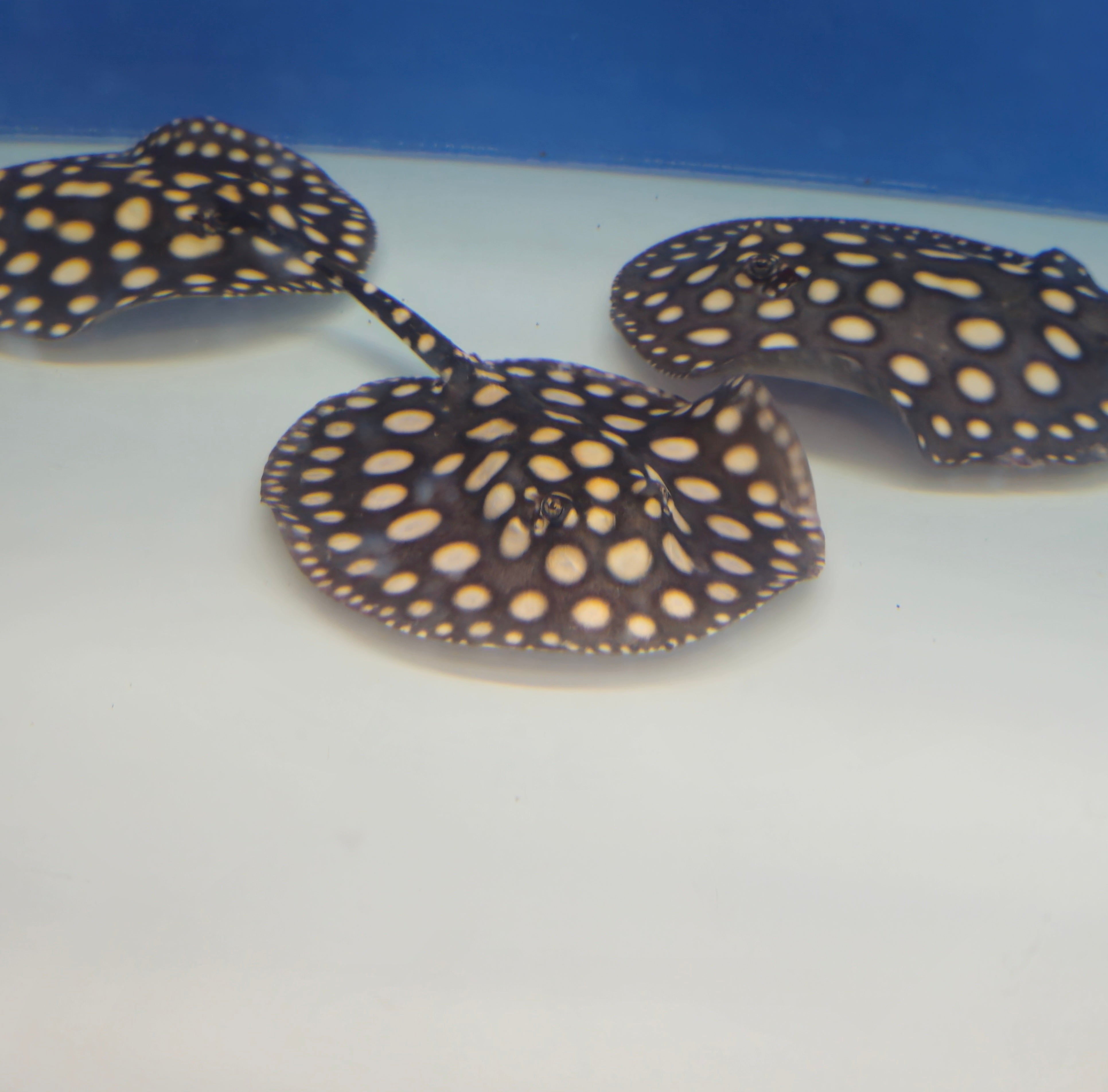 Freshwater Stingrays – Global Exoticquatics